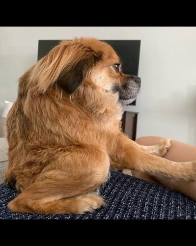 Side profile of Tilly, a tan short-spine dog with a compact loaf-shaped body